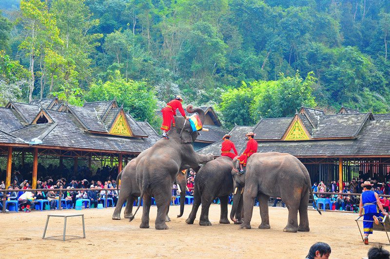 ????(西雙版納)? ?? ???? '???(野象谷)'