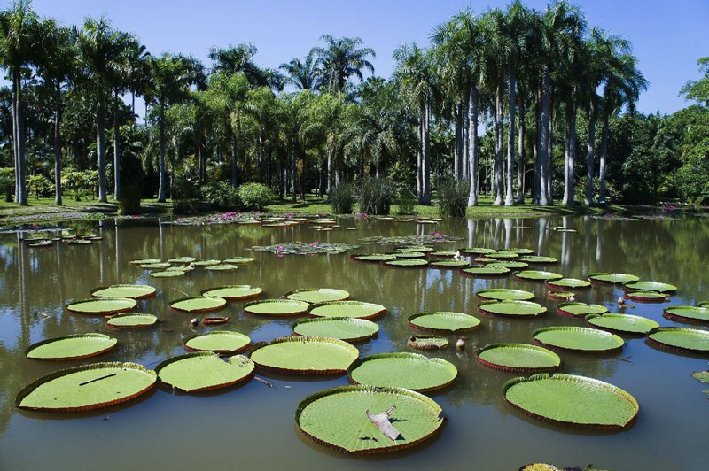 ????(西雙版納)? ?? ???? '?????(熱帶植物園)'