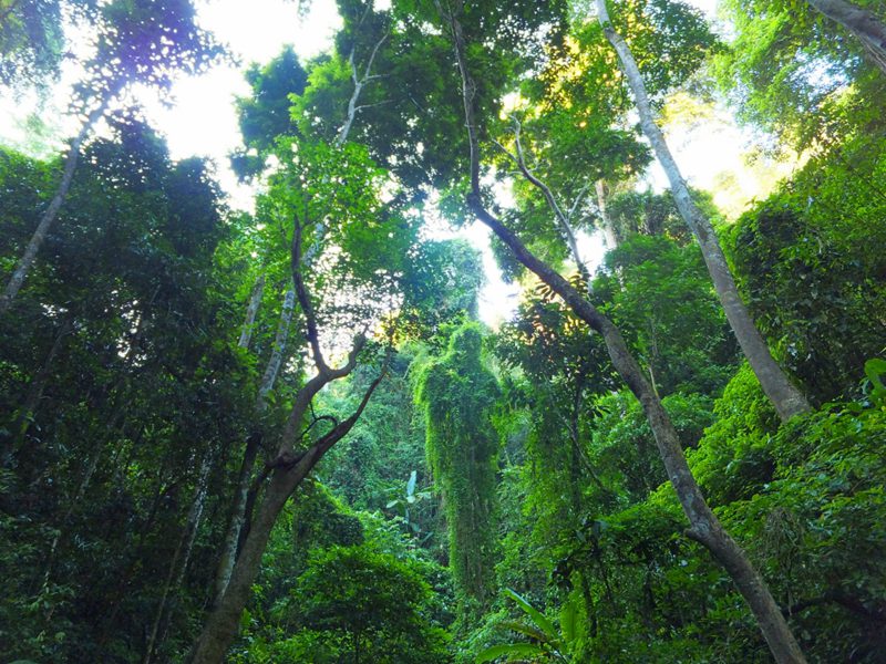 ????(西雙版納)? ?? ???? '??????'