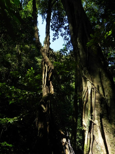 ????(西雙版納)? ?? ???? '??(曼旦)?'