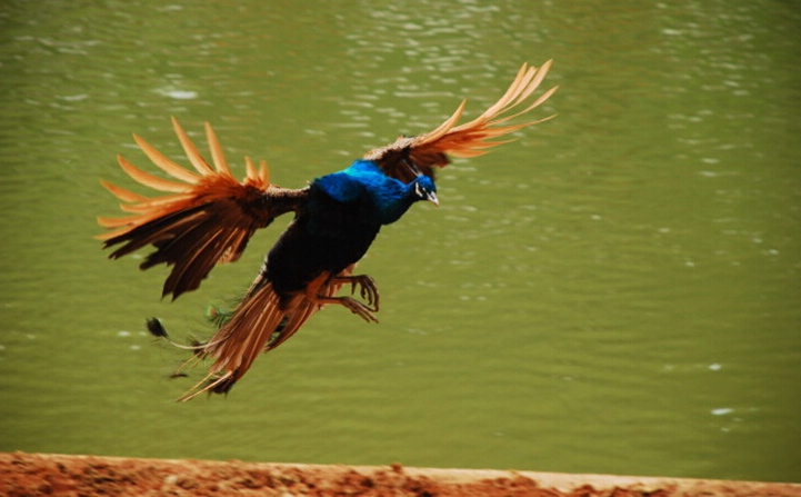 ??????? ??? ?? TOP5(???? ??? ??)