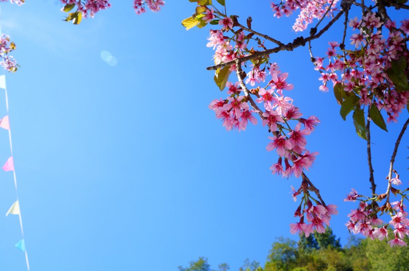 ??(騰沖)? ?? ?? ?? '???(櫻花谷)'