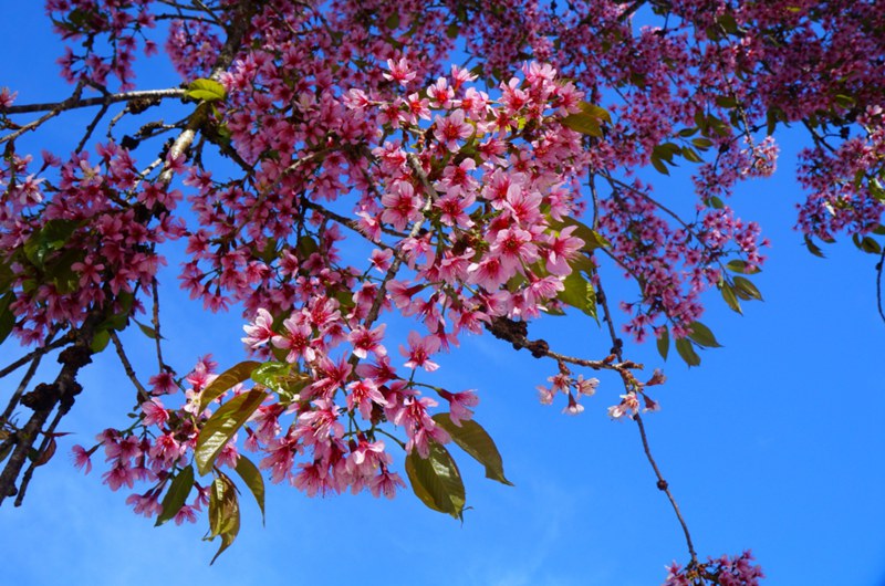 ??(騰沖)? ?? ?? ?? '???(櫻花谷)'