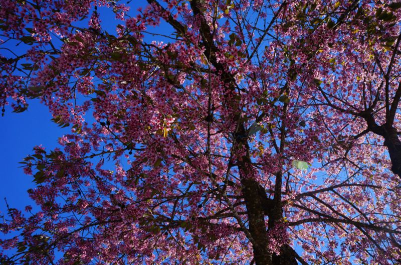 ??(騰沖)? ?? ?? ?? '???(櫻花谷)'