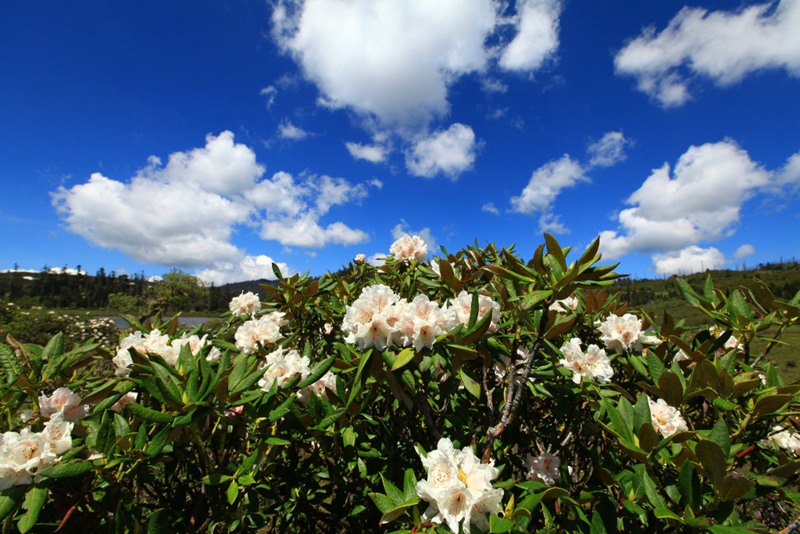 ????? ?? ???? ???, ????(碧沽天池)