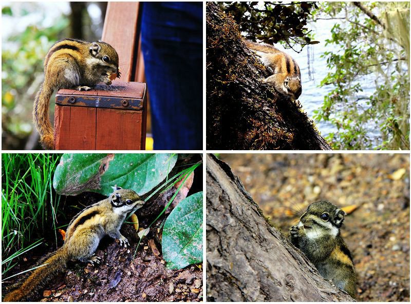 ????? ?? ???? ???,???(普達措)??????