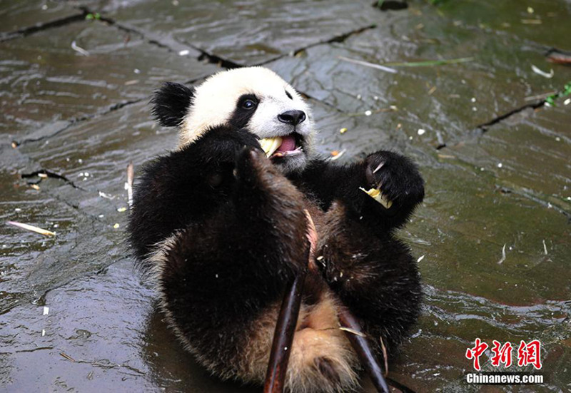 ‘?? ???’? ?? ??, ????? ??