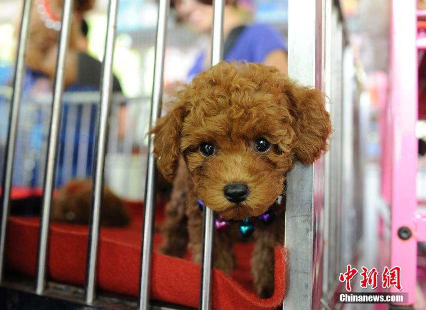 ???????: ???? ???? ???