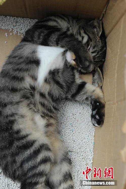 ???????: ???? ???? ???