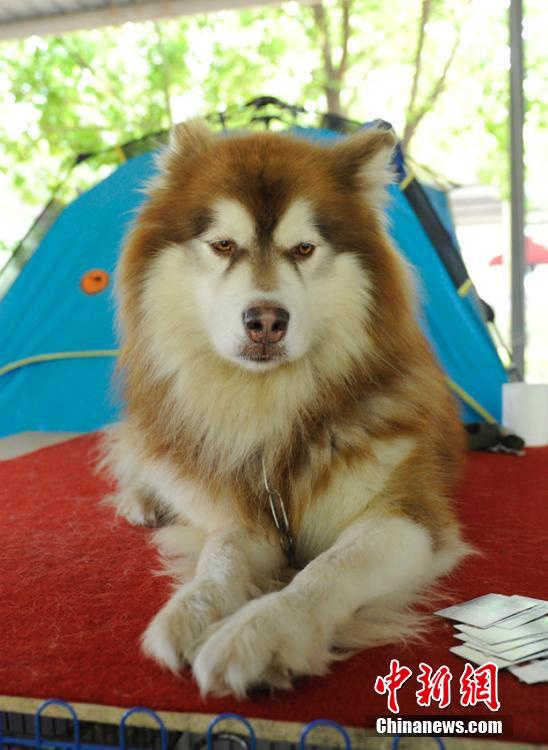 ???????: ???? ???? ???