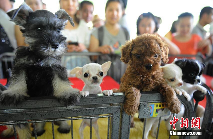 ???????: ???? ???? ???