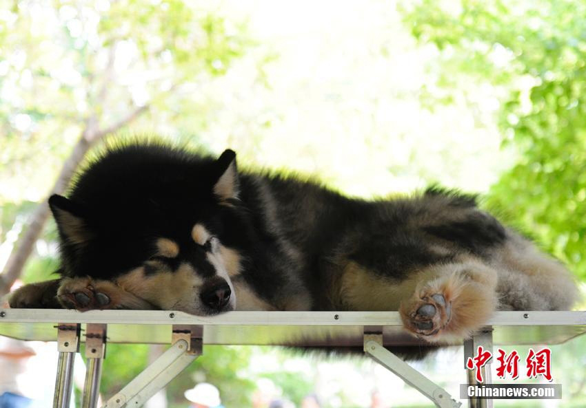 ???????: ???? ???? ???