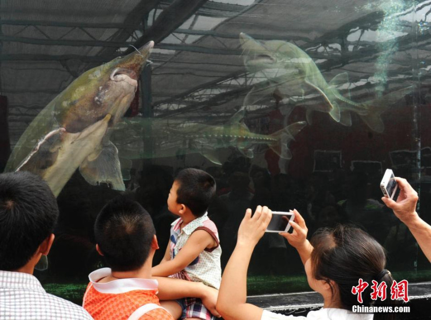 ???????: ???? ???? ???