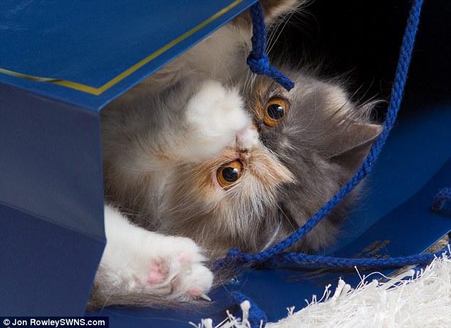 ?? ‘Grumpy Cat’, ??? ???? ?? ??? ?? ??