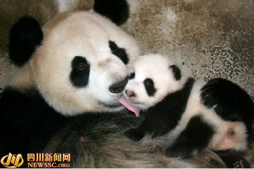 ???? ?? ???? ????: ?? ?? ??? 1/993? ??