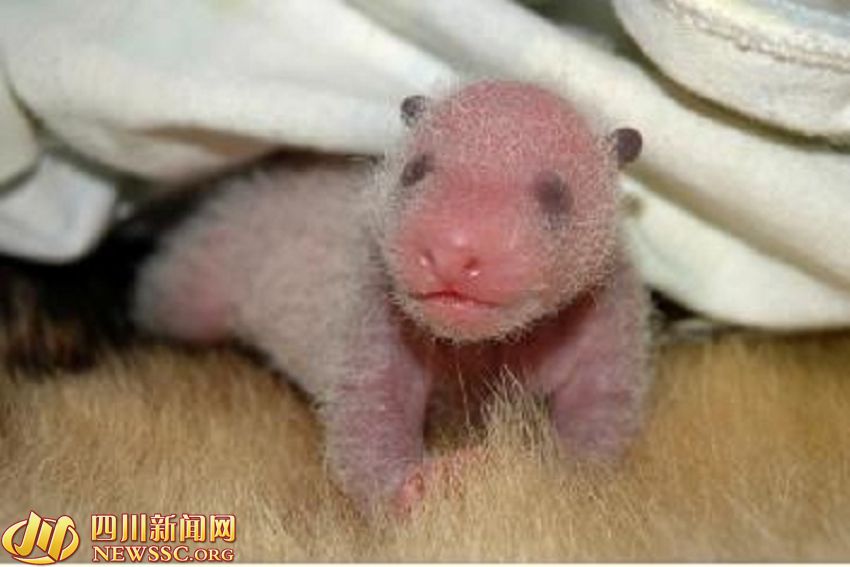 ???? ?? ???? ????: ?? ?? ??? 1/993? ??