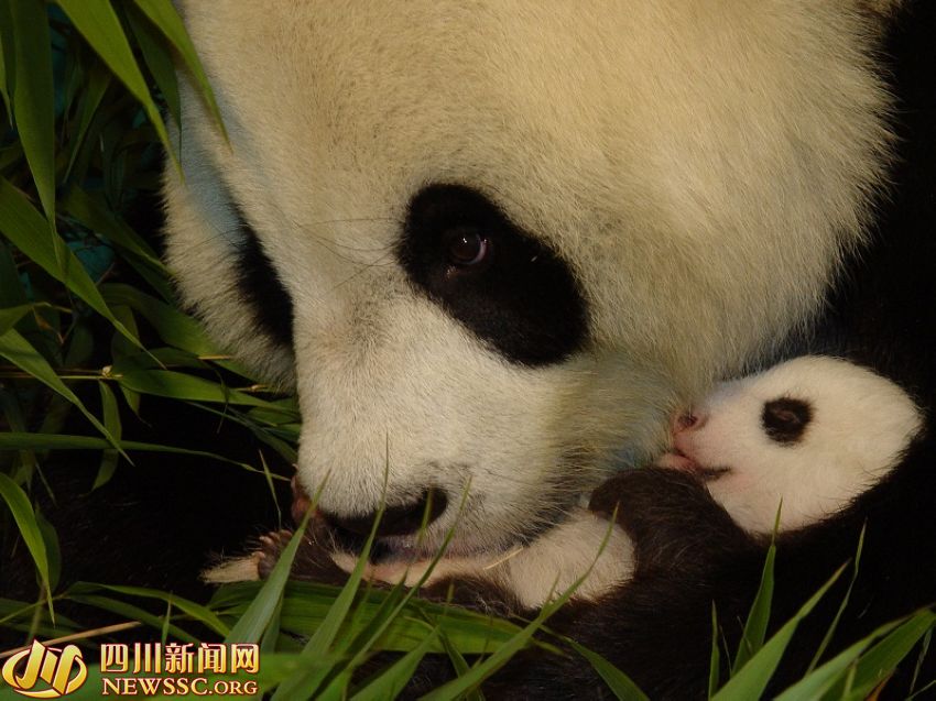 ???? ?? ???? ????: ?? ?? ??? 1/993? ??