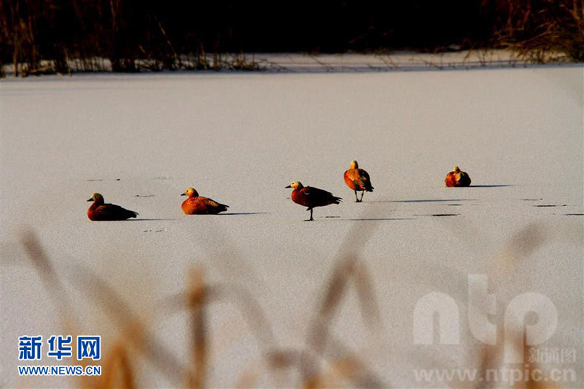 ?? ?? ???????? ?? ???, ?? ??