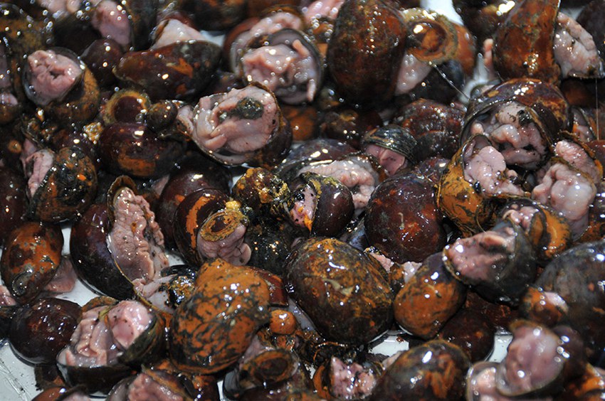 ?? ??? ????, ??? ???? ‘???’