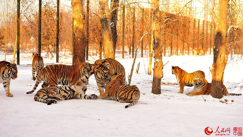 ?????, ????? ?? ???? ??