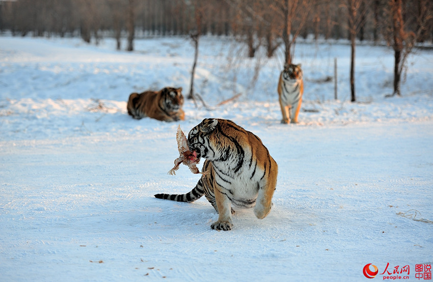 ?????, ????? ?? ???? ??