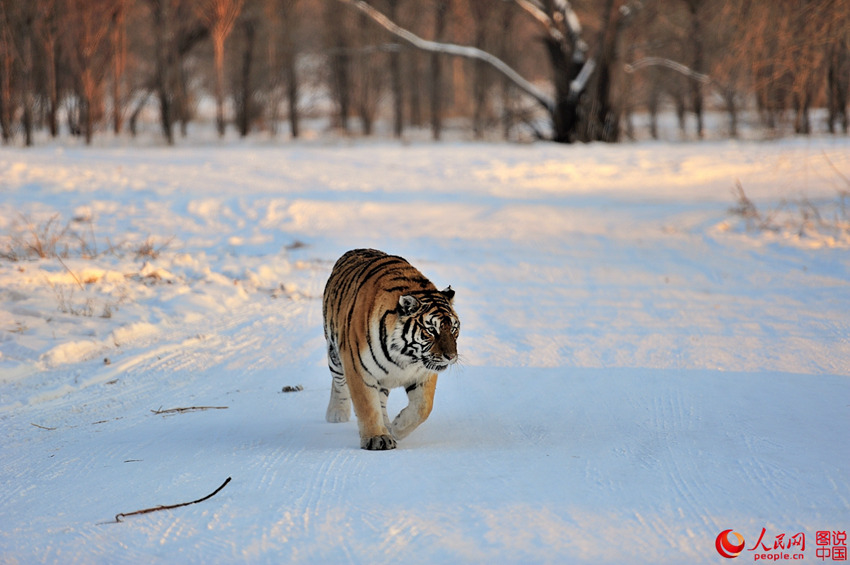 ?????, ????? ?? ???? ??