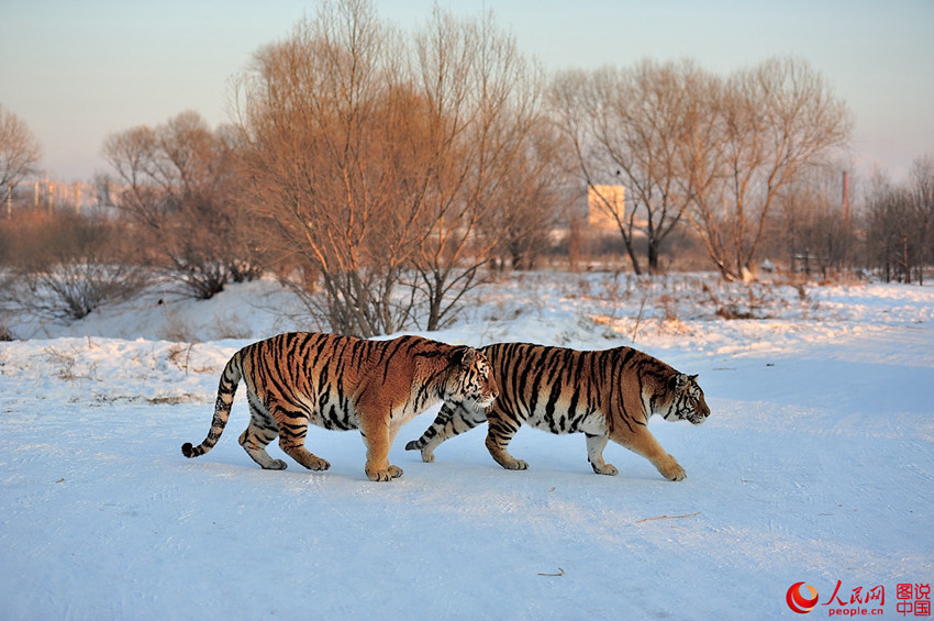 ?????, ????? ?? ???? ??