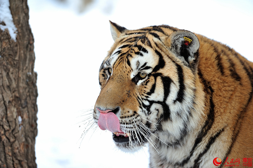 ?????, ????? ?? ???? ??