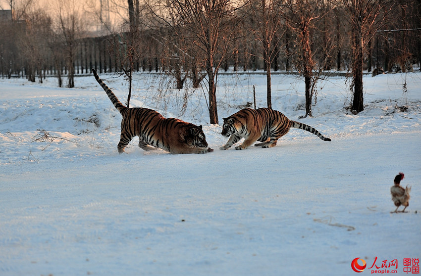 ?????, ????? ?? ???? ??