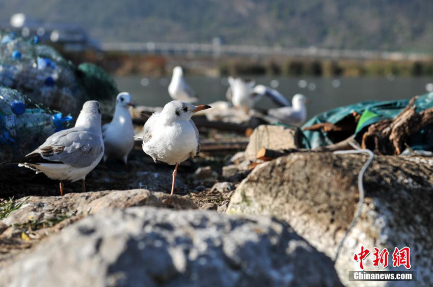 ???? ???, 7?? ?? ???? ???