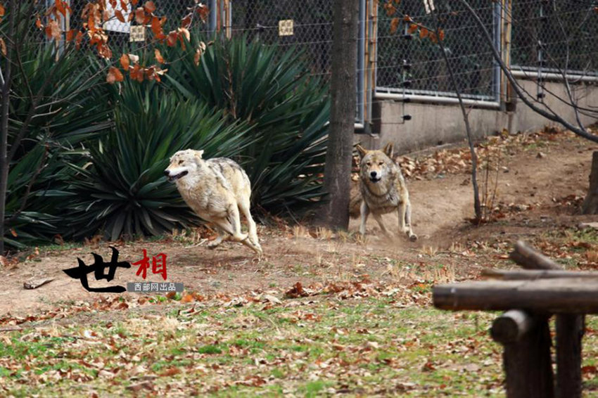 ??(陝西) ??(秦嶺) ??? ?? ???