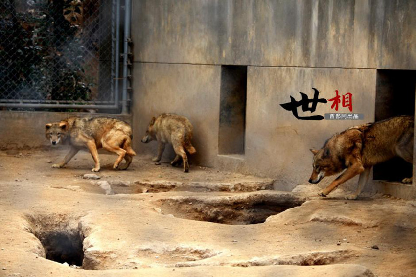 ??(陝西) ??(秦嶺) ??? ?? ???