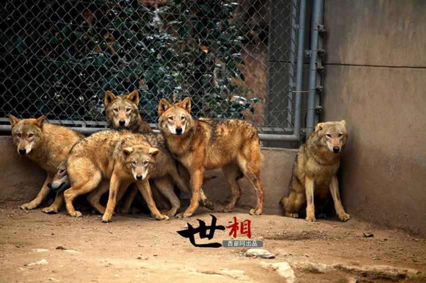 ??(陝西) ??(秦嶺) ??? ?? ???