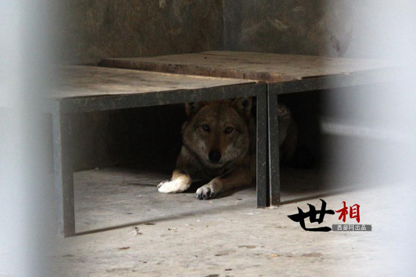 ??(陝西) ??(秦嶺) ??? ?? ???