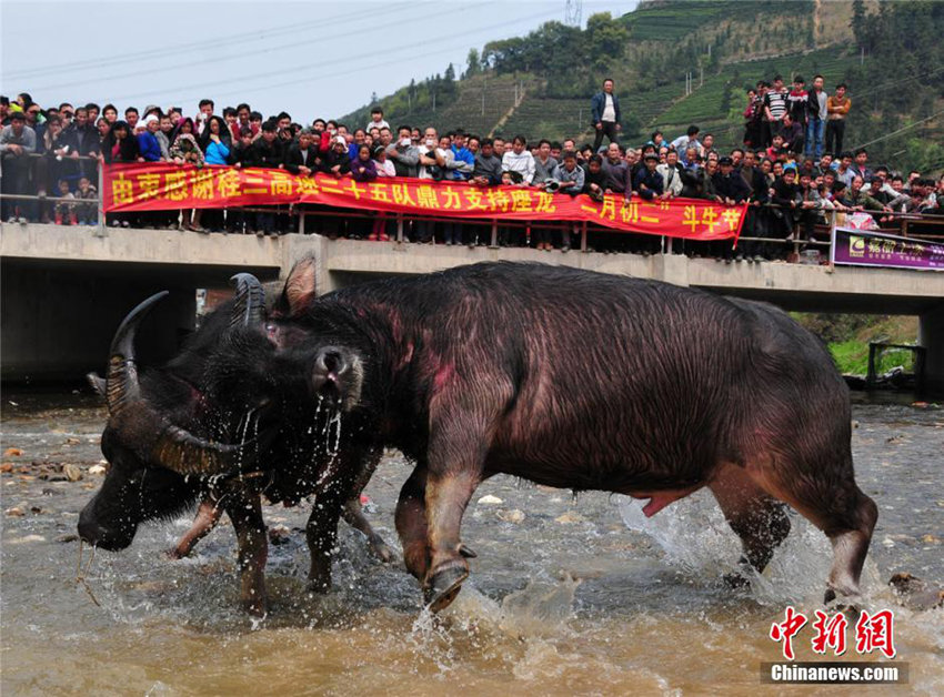 ??(廣西) ‘??? ??’ ?? ?? ??? ????