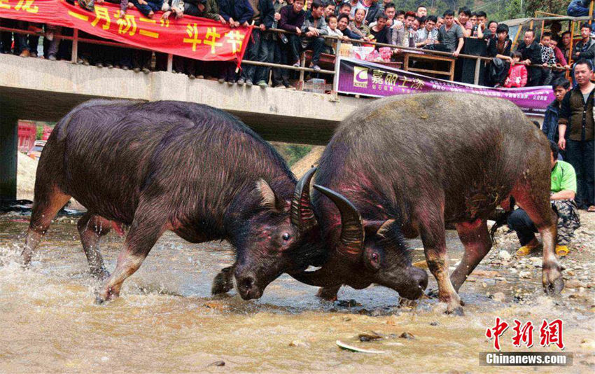 ??(廣西) ‘??? ??’ ?? ?? ??? ????