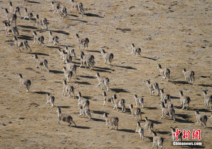 ??? ??? ??? ??????, ???? ‘??’