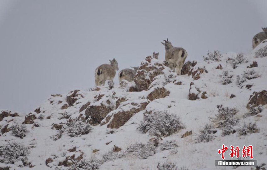 ??? ??? ??? ??????, ???? ‘??’