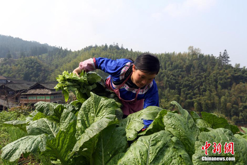 ??(侗族) ??? ???? ???? ????