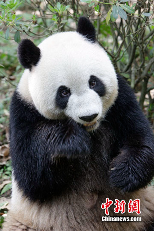 ??, ???? ?? ?? ?? ‘??(蜀蓉)’ ?? 