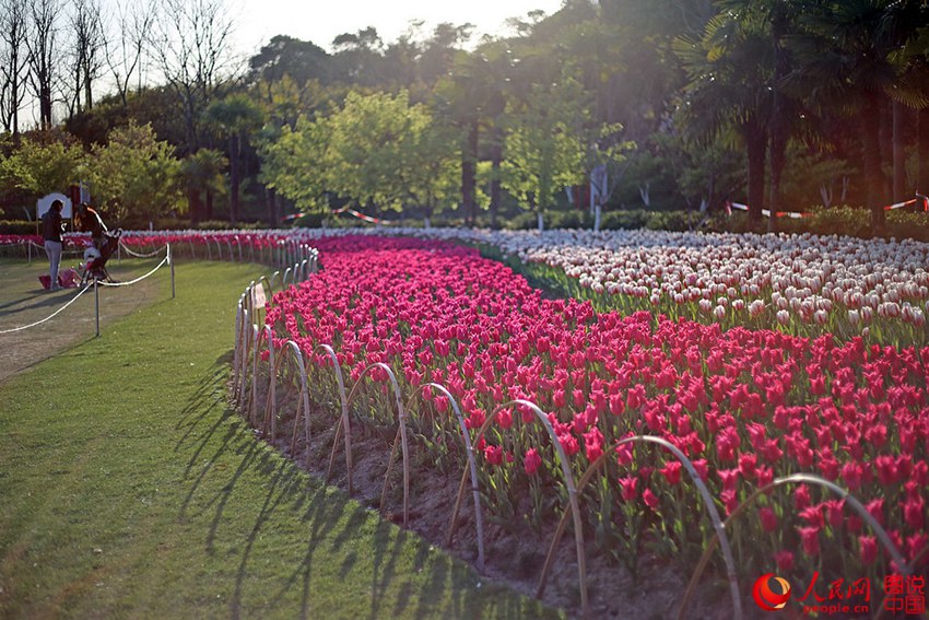 ??? ??(大寧)? ????, ???? ??? ? ??