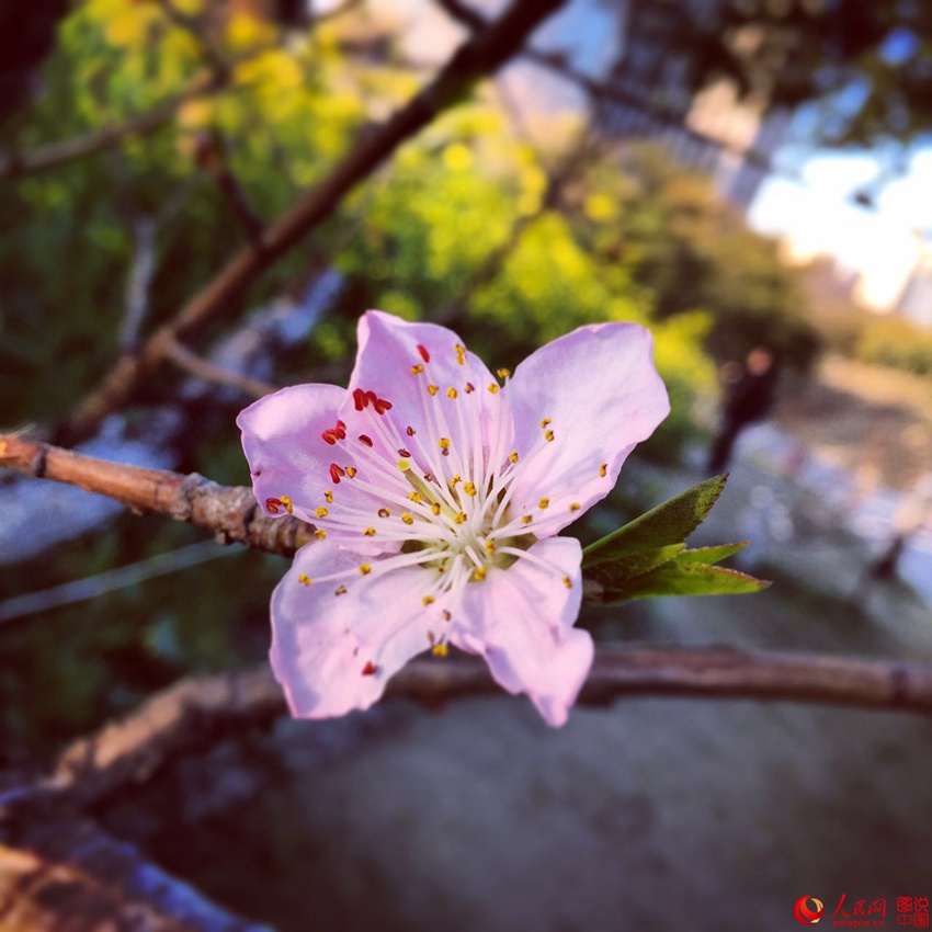 ??? ??(大寧)? ????, ???? ??? ? ??