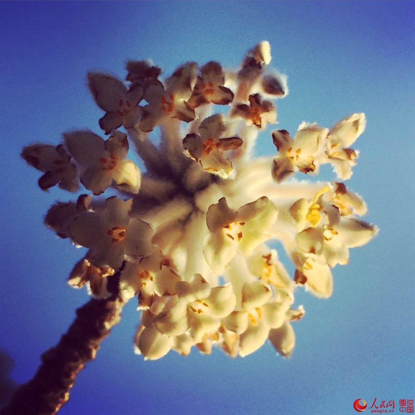 ??? ??(大寧)? ????, ???? ??? ? ??