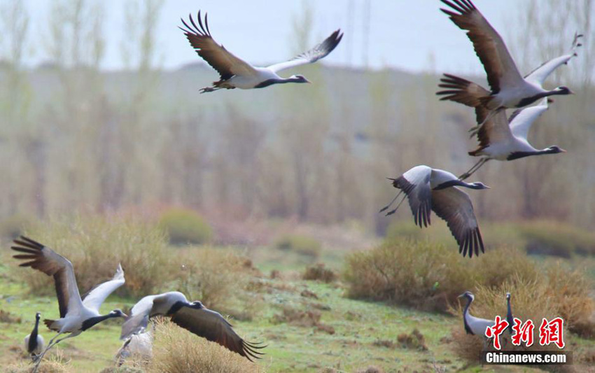 ??(新疆) ???(哈巴河)?? ?? ????? 