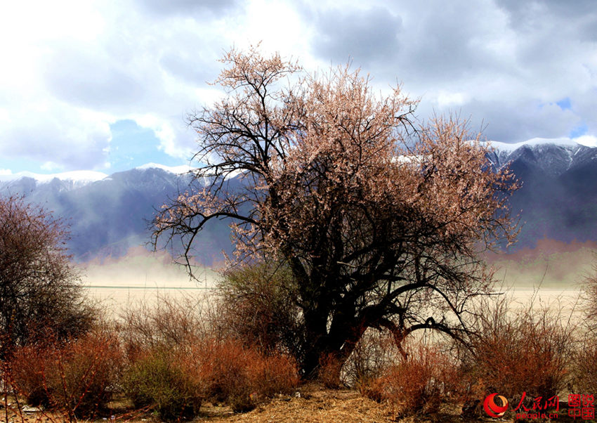 ???? ??(林芝)??, ?? ??? ??? ??? ?? 