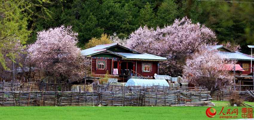 ???? ??(林芝)??, ?? ??? ??? ??? ?? 