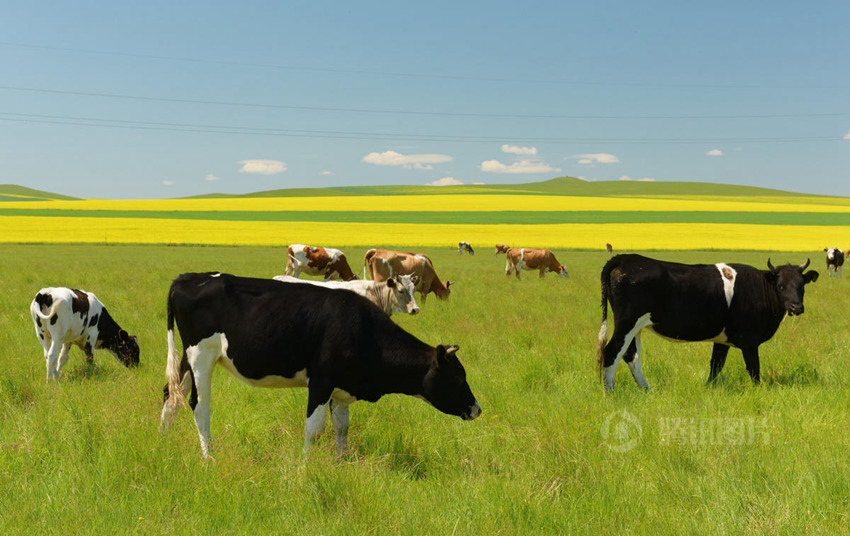 ???? ????? '?? ??', ???? ?? ??