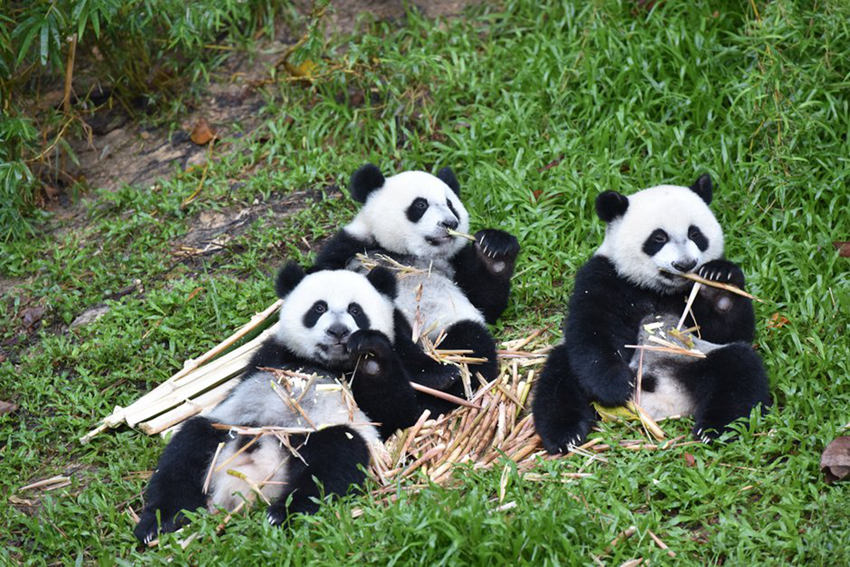 ???? ???? ?? ‘???’, ??????? ??