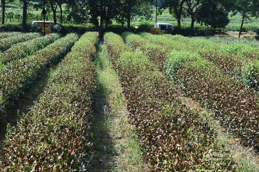 ??? ? ???? ?? ? ???, ?? ??