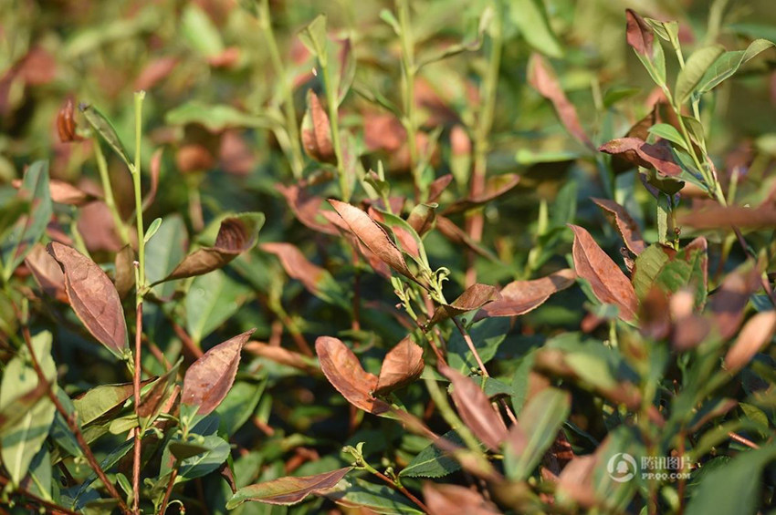 ??? ? ???? ?? ? ???, ?? ??